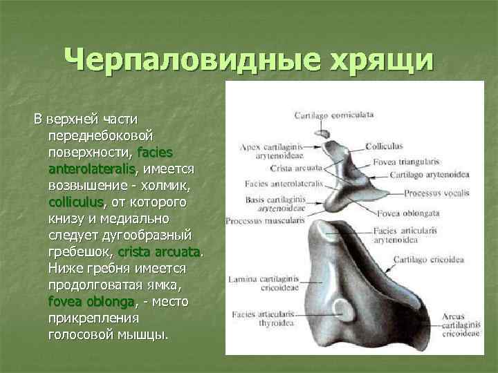 Черпаловидные хрящи В верхней части переднебоковой поверхности, facies anterolateralis, имеется возвышение - холмик, colliculus,