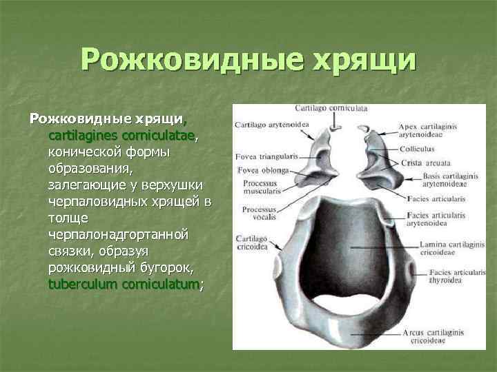 Рожковидные хрящи, cartilagines corniculatae, конической формы образования, залегающие у верхушки черпаловидных хрящей в толще