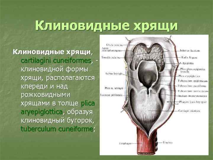 Клиновидные хрящи, cartilagini cuneiformes, клиновидной формы хрящи, располагаются кпереди и над рожковидными хрящами в