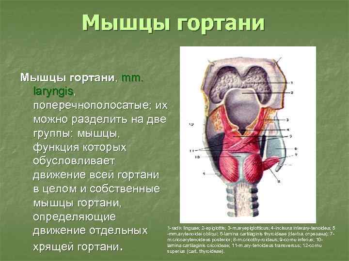 Мышцы гортани, mm. laryngis, поперечнополосатые; их можно разделить на две группы: мышцы, функция которых