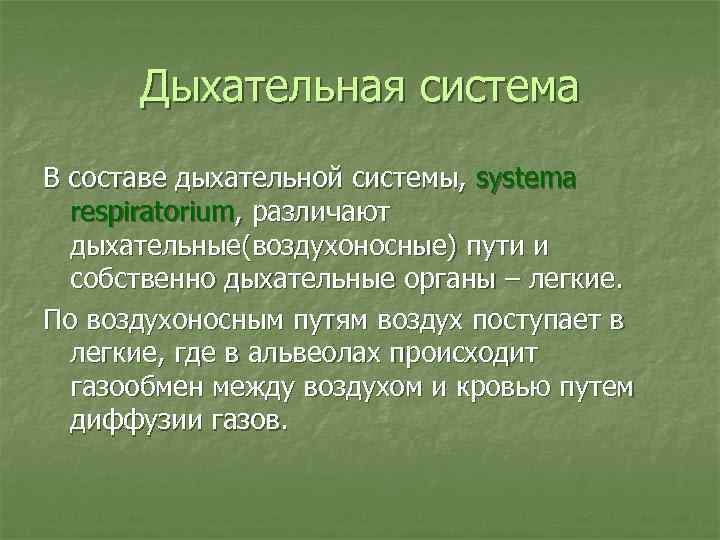 Дыхательная система В составе дыхательной системы, systema respiratorium, различают дыхательные(воздухоносные) пути и собственно дыхательные