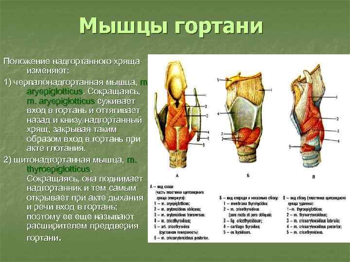 Надгортанный хрящ в организме человека выполняет