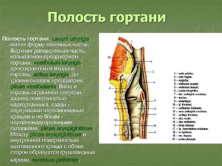 Полость гортани, cavum laryngis, имеет форму песочных часов. Верхняя расширенная часть, называемая преддверием гортани,