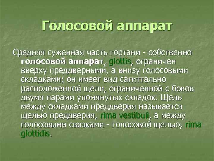 Голосовой аппарат Средняя суженная часть гортани - собственно голосовой аппарат, glottis, ограничен вверху преддверными,