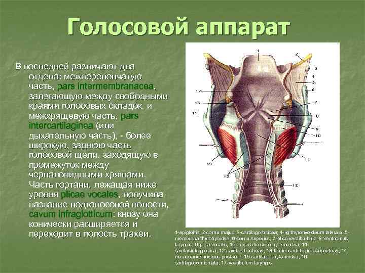 Голосовой аппарат В последней различают два отдела: межперепончатую часть, pars intermembranacea, залегающую между свободными