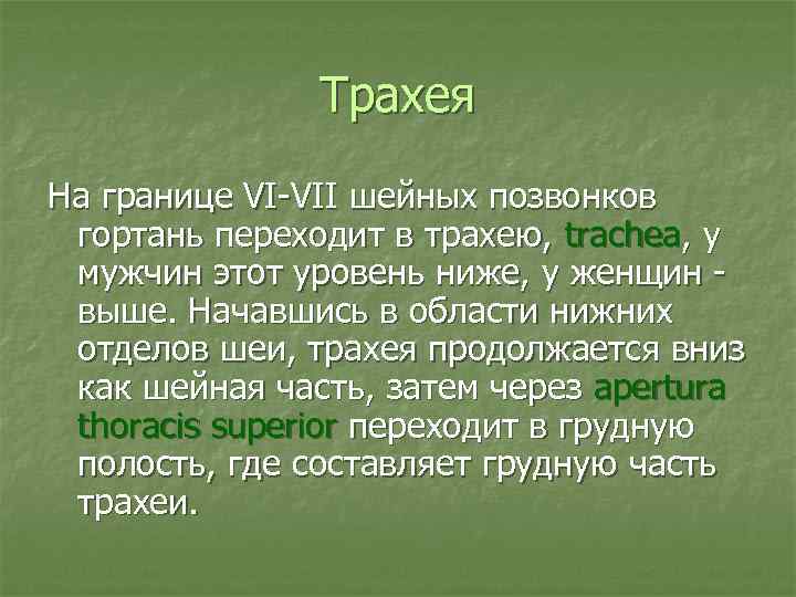 Трахея На границе VI-VII шейных позвонков гортань переходит в трахею, trachea, у мужчин этот