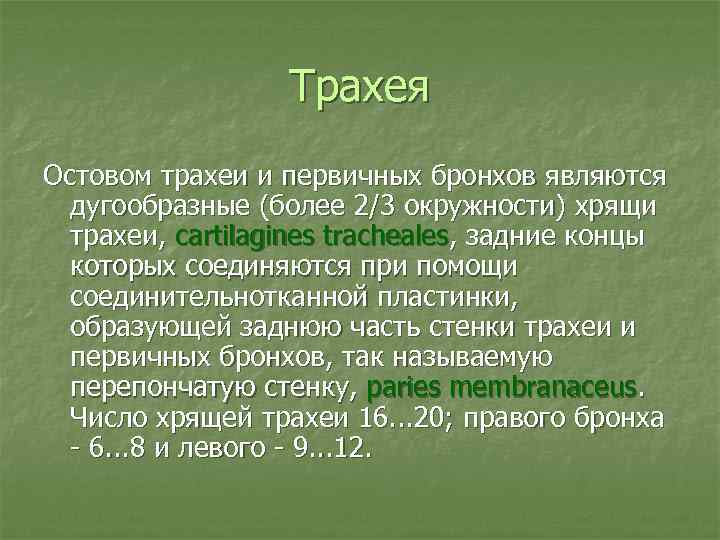 Трахея Остовом трахеи и первичных бронхов являются дугообразные (более 2/3 окружности) хрящи трахеи, cartilagines