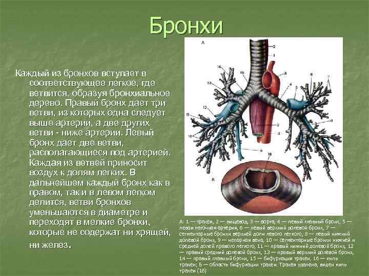 Бронхи Каждый из бронхов вступает в соответствующее легкое, где ветвится, образуя бронхиальное дерево. Правый