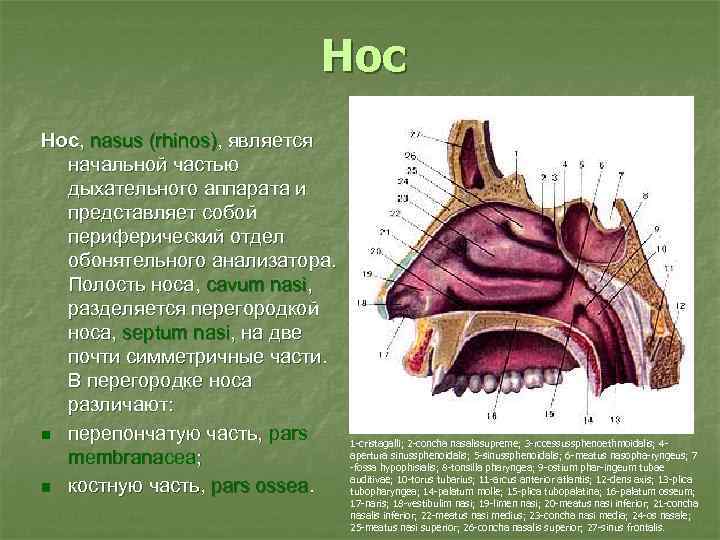 Строение носа уха горла человека схема с описанием