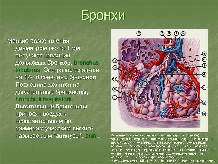 Бронхи Мелкие разветвления диаметром около 1 мм получают название дольковых бронхов, bronchus lobulares. Они