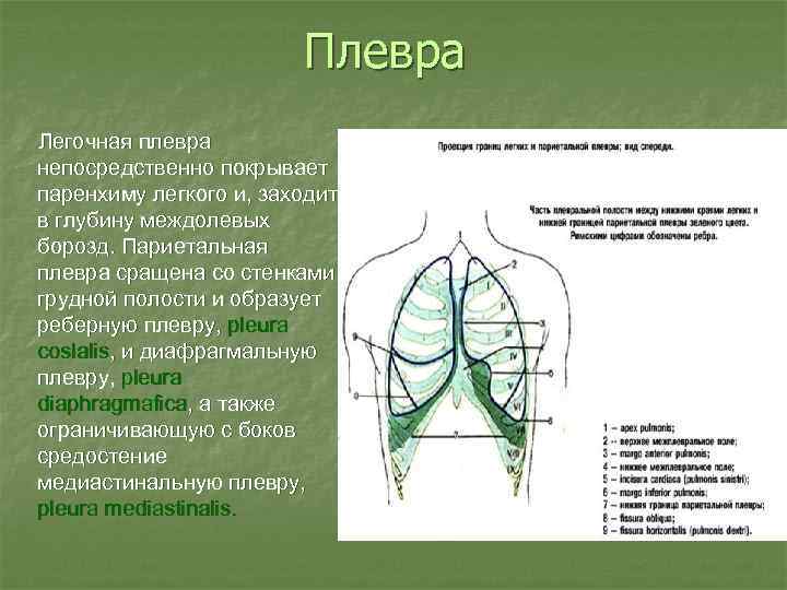 Плевра Легочная плевра непосредственно покрывает паренхиму легкого и, заходит в глубину междолевых борозд. Париетальная