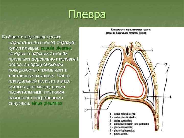 Плевра размеры