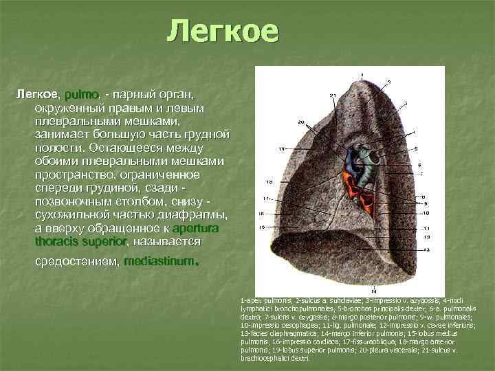 Легкое, pulmo, - парный орган, окруженный правым и левым плевральными мешками, занимает большую часть