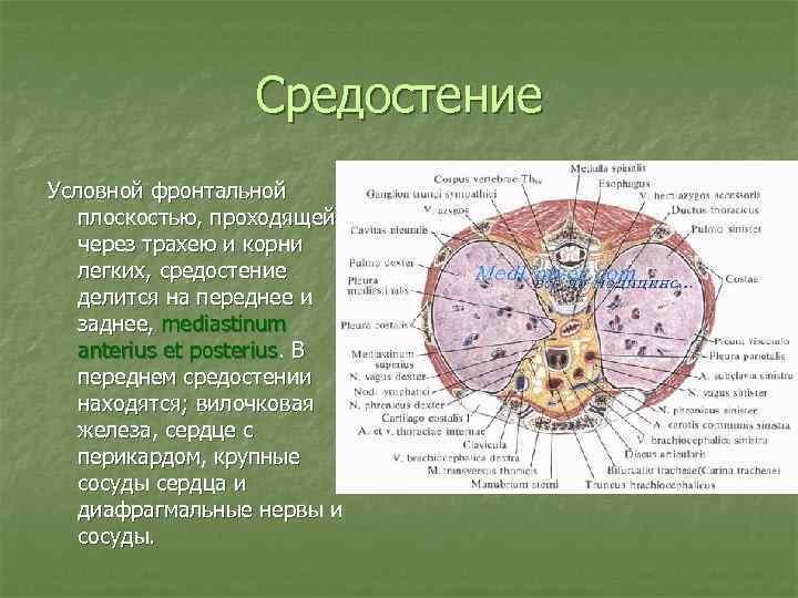 Средостение Условной фронтальной плоскостью, проходящей через трахею и корни легких, средостение делится на переднее