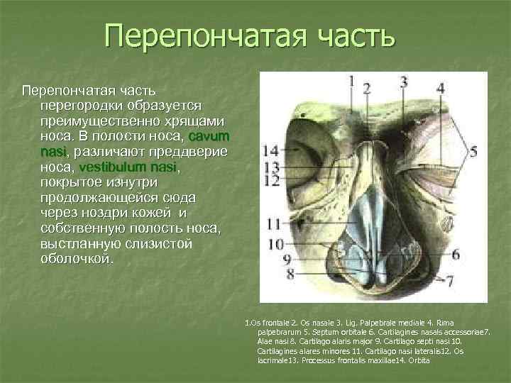 Перепончатая часть перегородки образуется преимущественно хрящами носа. В полости носа, cavum nasi, различают преддверие