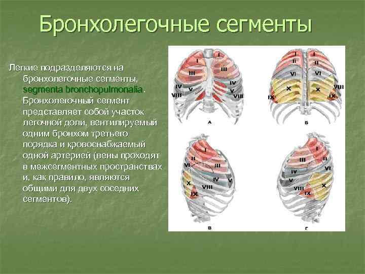 Бронхолегочные сегменты схема