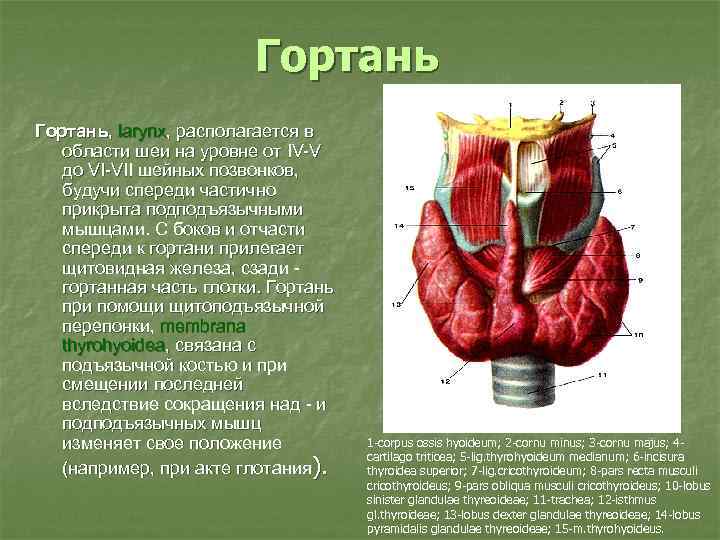 Гортань, larynx, располагается в области шеи на уровне от IV-V до VI-VII шейных позвонков,