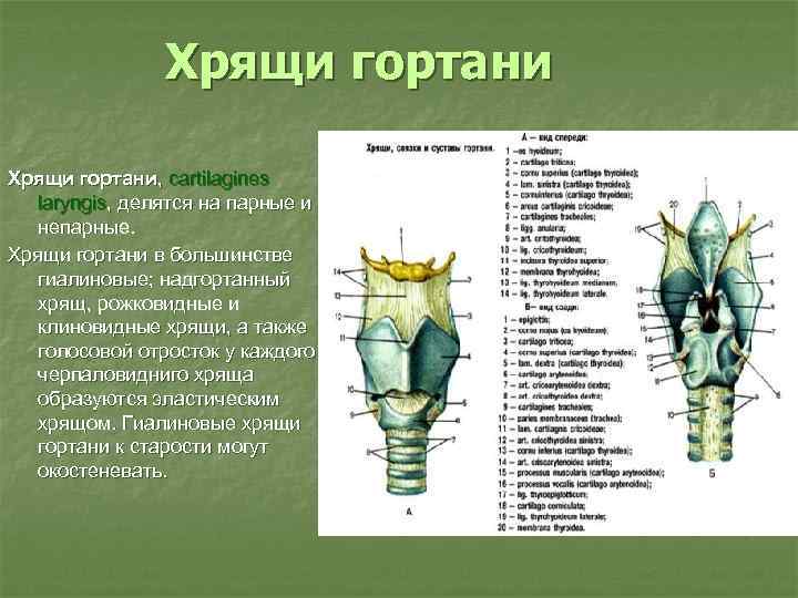 Хрящи гортани, cartilagines laryngis, делятся на парные и непарные. Хрящи гортани в большинстве гиалиновые;