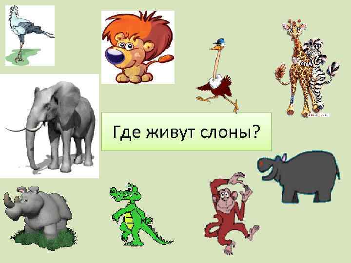 Где живут слоны? 