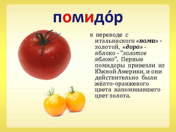 Помидор перевод на английский. Слово томат. Помидор золотое яблоко. Томат золотое яблоко. Помидоры томат яблочный.