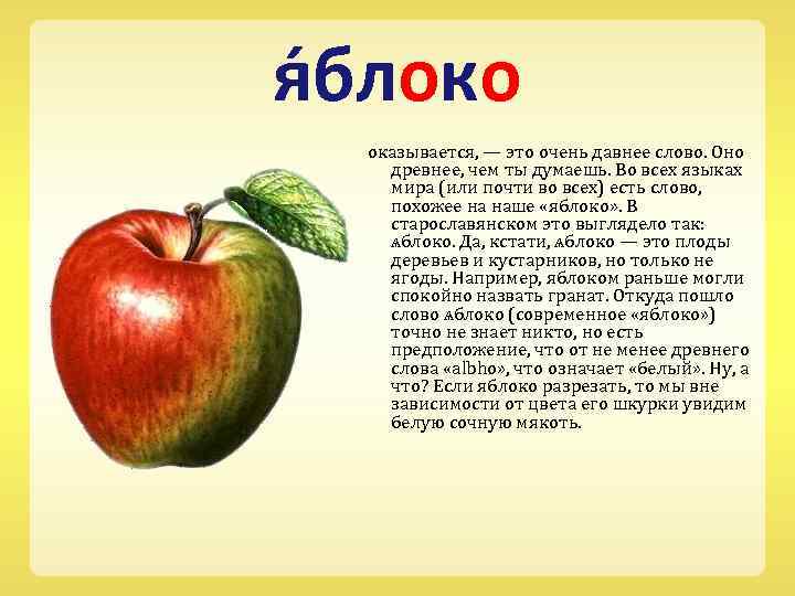 я блоко оказывается, — это очень давнее слово. Оно древнее, чем ты думаешь. Во
