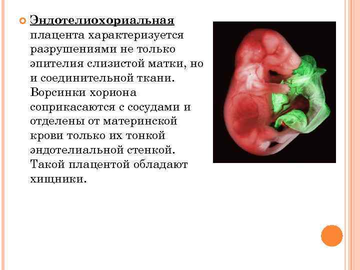  Эндотелиохориальная плацента характеризуется разрушениями не только эпителия слизистой матки, но и соединительной ткани.