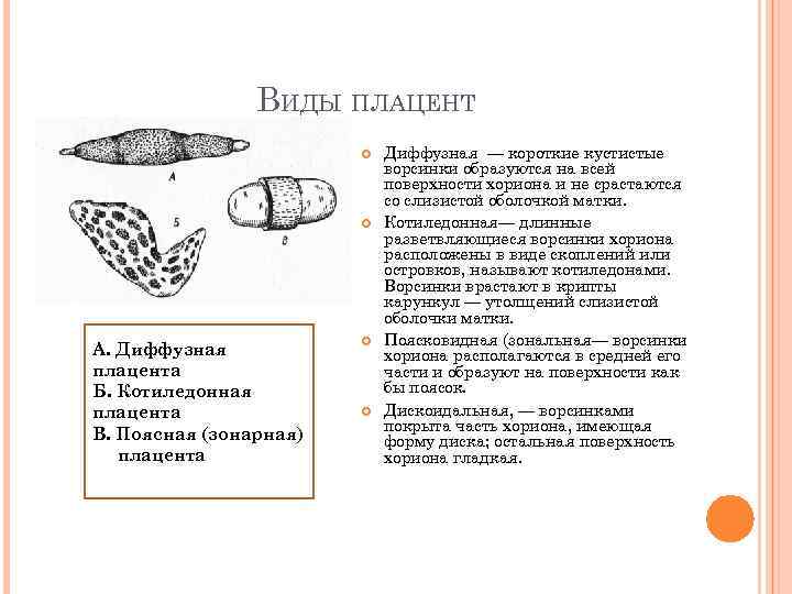 ВИДЫ ПЛАЦЕНТ А. Диффузная плацента Б. Котиледонная плацента В. Поясная (зонарная) плацента Диффузная —