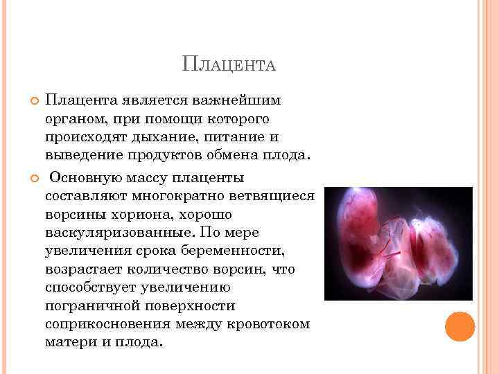 ПЛАЦЕНТА Плацента является важнейшим органом, при помощи которого происходят дыхание, питание и выведение продуктов