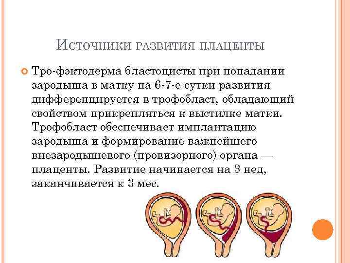 Плацента обеспечивает зародышу. Источники развития плодной части плаценты. . Плацента человека. Этапы формирования.