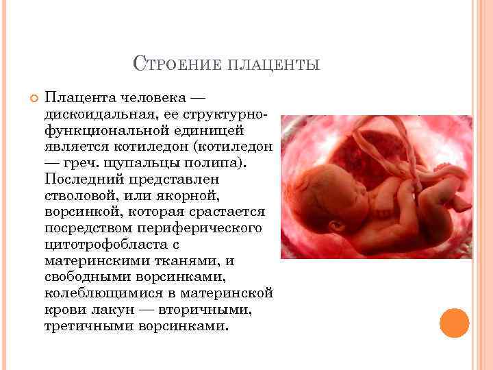 СТРОЕНИЕ ПЛАЦЕНТЫ Плацента человека — дискоидальная, ее структурнофункциональной единицей является котиледон (котиледон — греч.