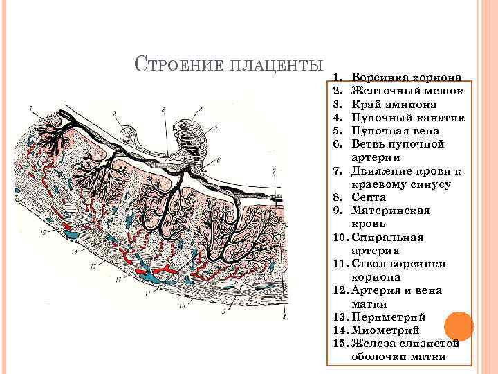 Матка сосуды плода плацента сосуды матери амнион рисунок