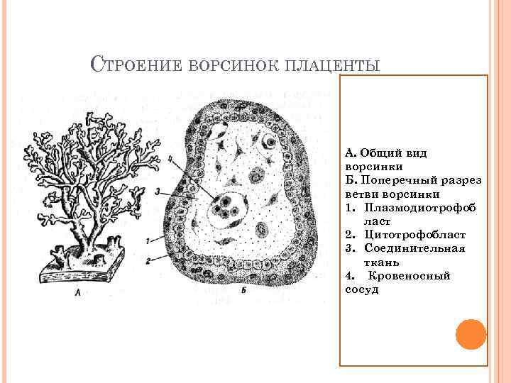 СТРОЕНИЕ ВОРСИНОК ПЛАЦЕНТЫ А. Общий вид ворсинки Б. Поперечный разрез ветви ворсинки 1. Плазмодиотрофоб