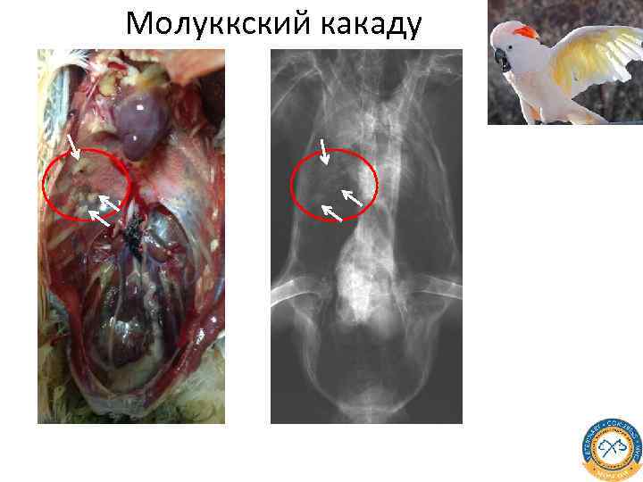 Молуккский какаду 