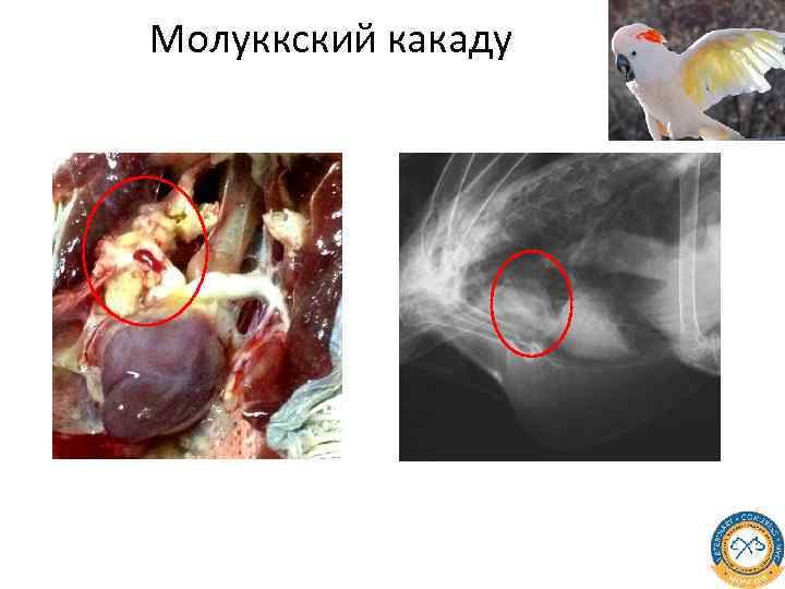 Молуккский какаду 