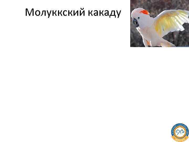 Молуккский какаду 