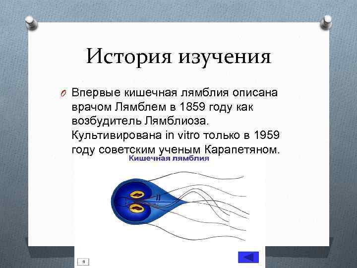 История изучения O Впервые кишечная лямблия описана врачом Лямблем в 1859 году как возбудитель