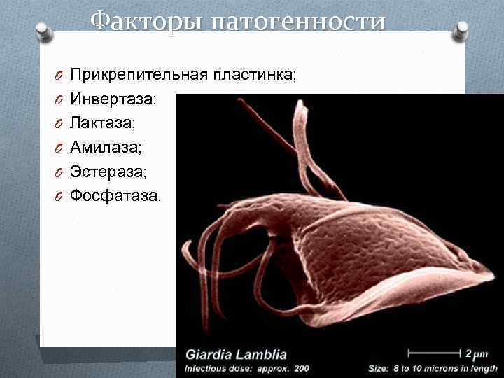 Факторы патогенности O Прикрепительная пластинка; O Инвертаза; O Лактаза; O Амилаза; O Эстераза; O