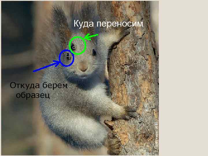 Куда переносим Откуда берем образец 