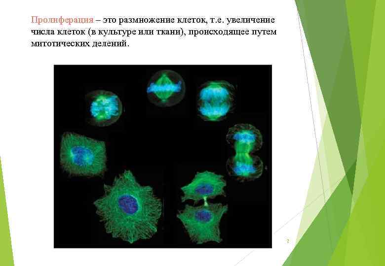 Пролиферация – это размножение клеток, т. е. увеличение числа клеток (в культуре или ткани),