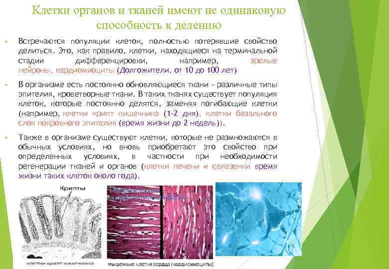 Клетки органов и тканей имеют не одинаковую способность к делению • Встречаются популяции клеток,