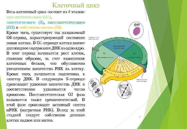 Клеточный цикл Весь клеточный цикл состоит из 4 этапов: пресинтетического (G 1), синтетического (S),