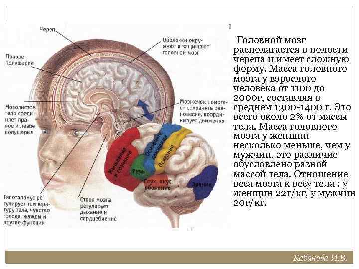 Головной мозг расположен. Центральный отдел. Центральный головной мозг. Центральный отдел зрительного анализатора.