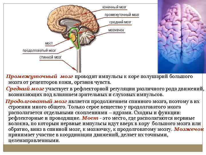 Промежуточный мозг располагается в. Промежуточный мозг проводит. Промежуточный мозг и конечный МОЗ. Средний мозг и промежуточный мозг. Проводниковая функция промежуточного мозга.