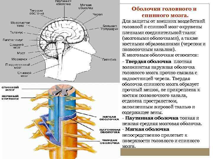 Оболочки головного и спинного мозга. Для защиты от внешних воздействий головной и спинной мозг