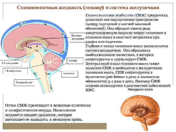 Спинномозговая жидкость (ликвор) и система желудочков Спинномозговая жидкость (СМЖ) прозрачная, заполняет все подпаутинное пространство