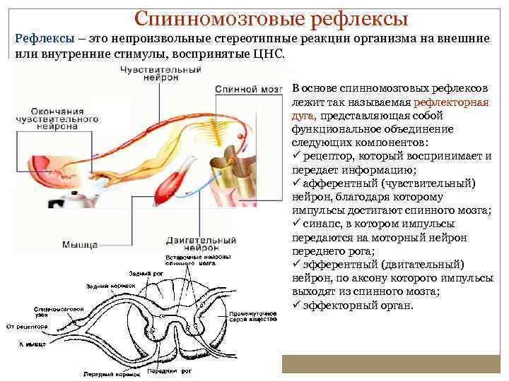 Спинномозговые рефлексы Рефлексы – это непроизвольные стереотипные реакции организма на внешние или внутренние стимулы,