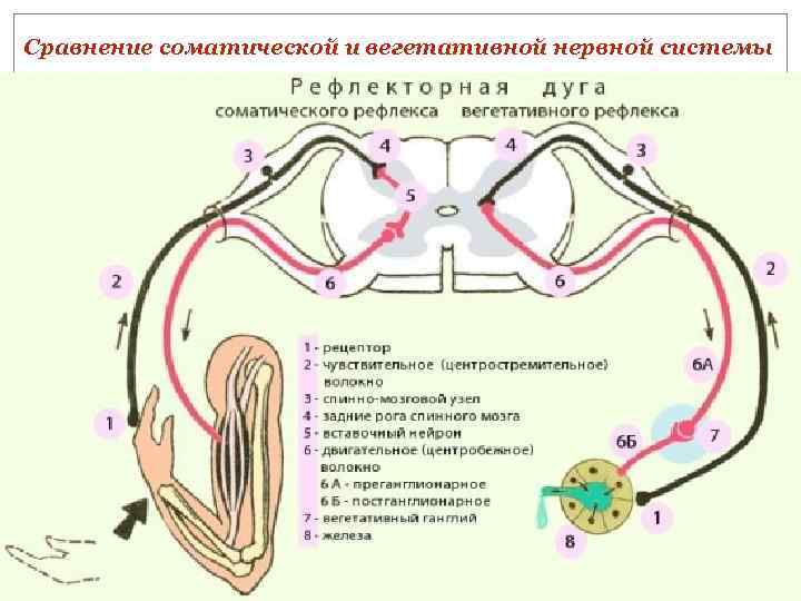 Нервная система соматическая и вегетативная схема