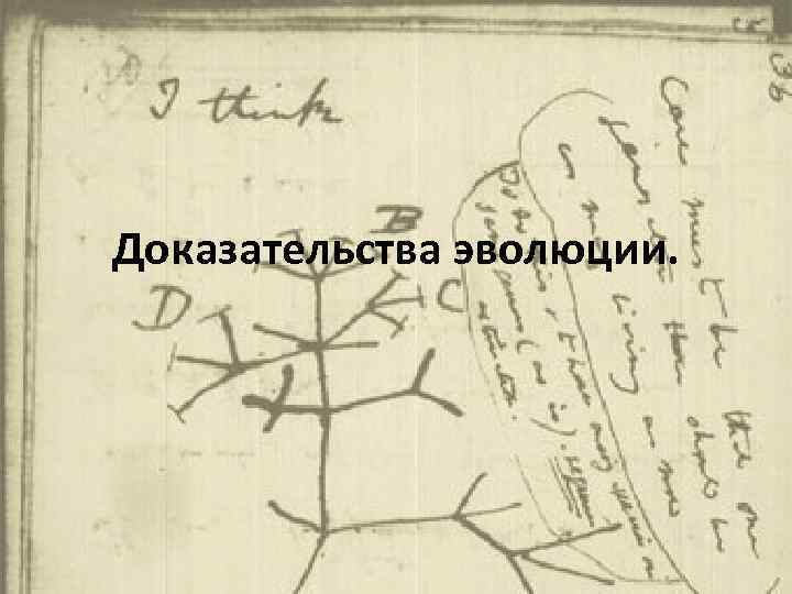 Доказательства эволюции. 