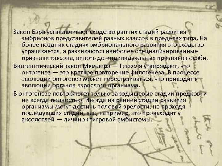 Закон Бэра устанавливает сходство ранних стадий развития эмбрионов представителей разных классов в пределах типа.