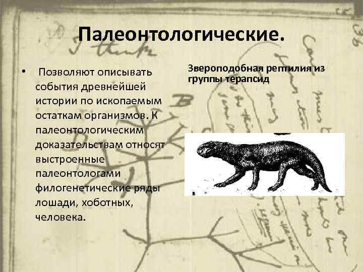 Палеонтологические. • Позволяют описывать события древнейшей истории по ископаемым остаткам организмов. К палеонтологическим доказательствам